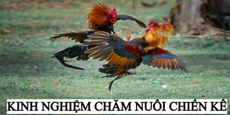 kinh nghiệm chăm chiến kê