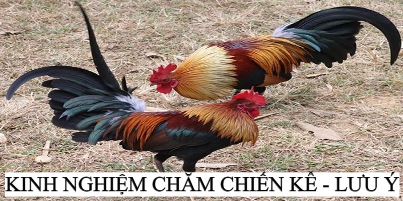 Một số lưu ý khi vận dụng mẹo chăm chiến kê