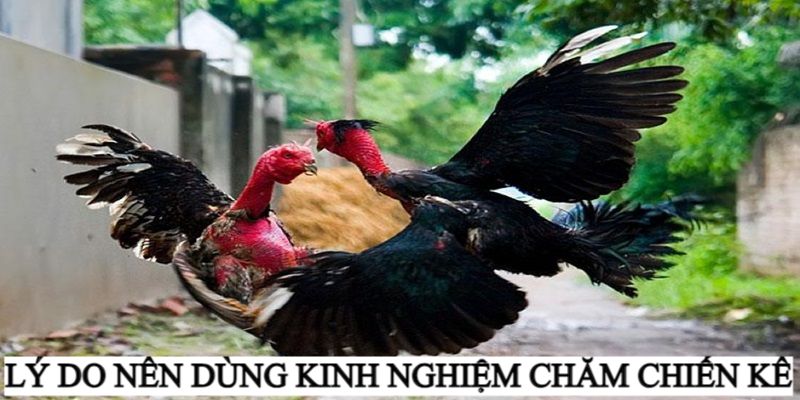 Kinh nghiệm chăm chiến kê là những kỹ thuật nuôi gà phát triển khỏe mạnh và đá giỏi. Hãy tìm hiểu và áp dụng ngay bí quyết chia sẻ từ các sư kê nổi tiếng. 