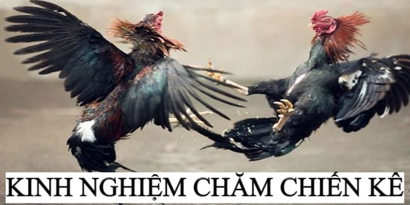 Chiến thuật chăm nuôi trước trận đấu