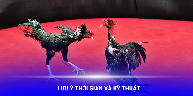 Lưu ý thời gian, kỹ thuật khi cắt tỉa lông gà chọi