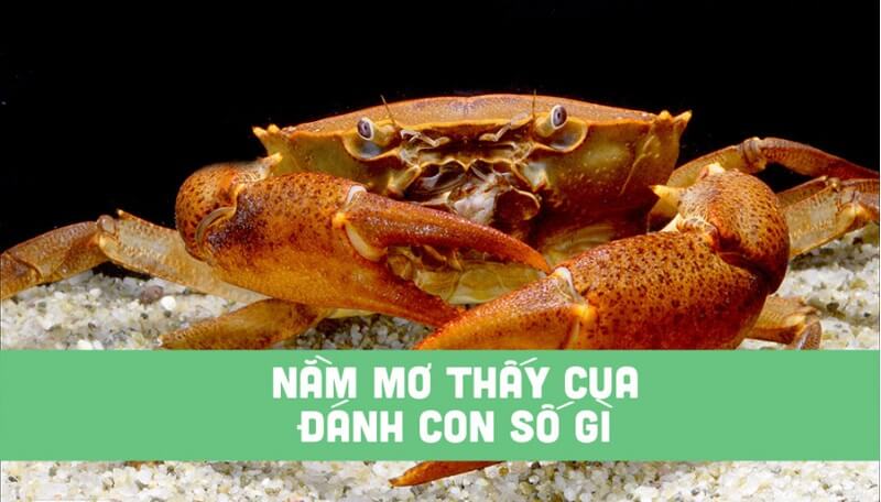 Mơ thấy cua đánh con số gì? 