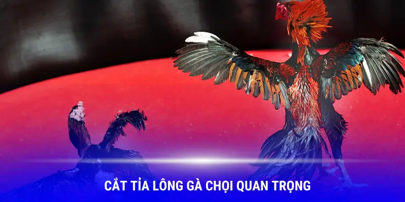 Cắt tỉa lông là việc làm quan trọng khi nuôi gà chọi