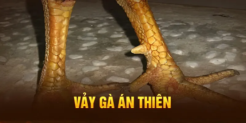 Vảy gà án thiên