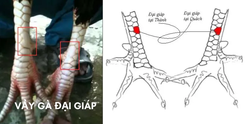 Vảy gà đại giáp