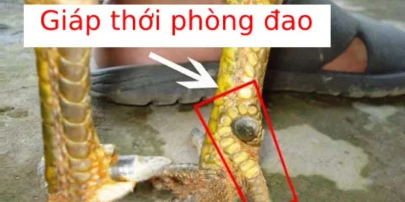 Vảy gà thới phòng đao