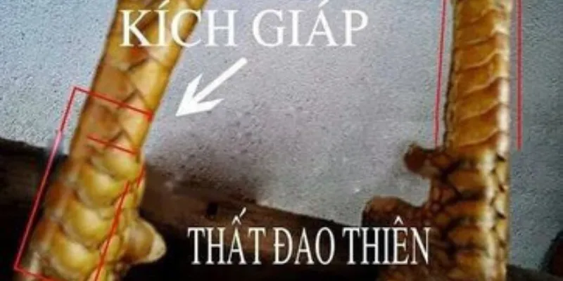 Vảy gà kích giáp thất đao thiên