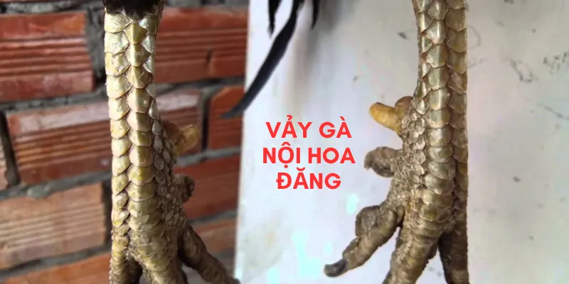 Vảy gà nội hoa đăng