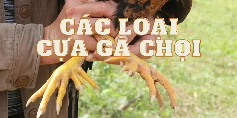 các loại cựa gà chọi