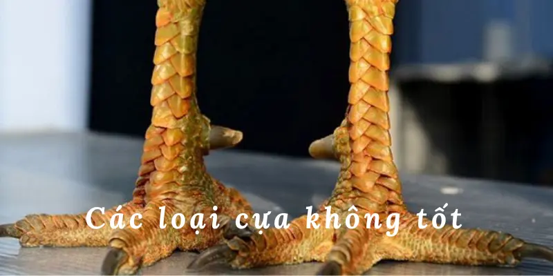 Chia sẻ các loại cựa gà chọi đá không tốt