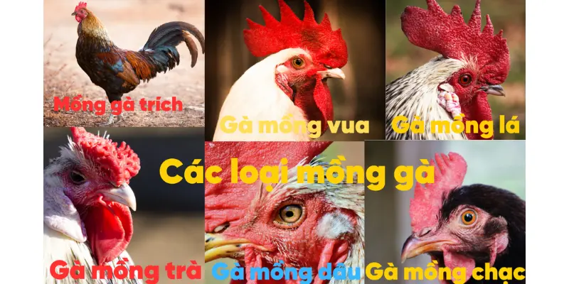 các loại mào gà chọi