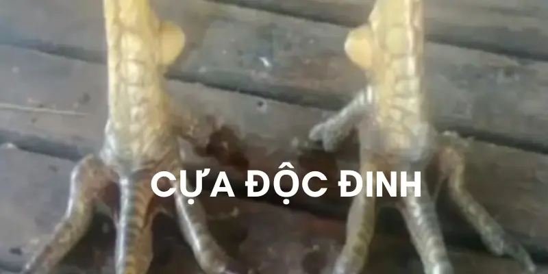 Dáng cựa độc đinh