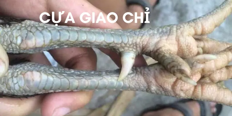 Dáng cựa giao chỉ