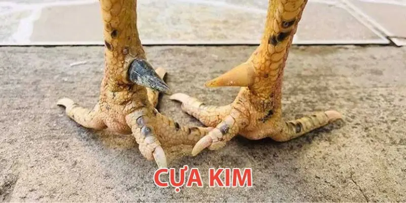 Dáng cựa kim phổ biến nhất