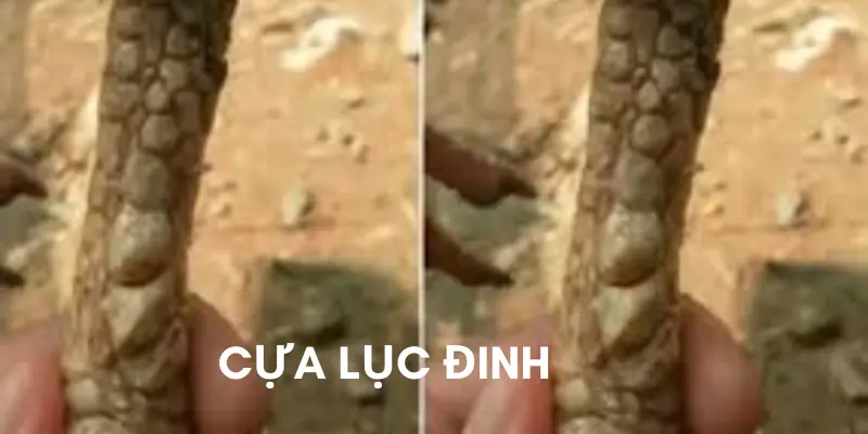 Dáng cựa lục đinh