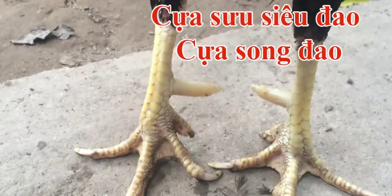 Dáng cựa sưu siêu đao 