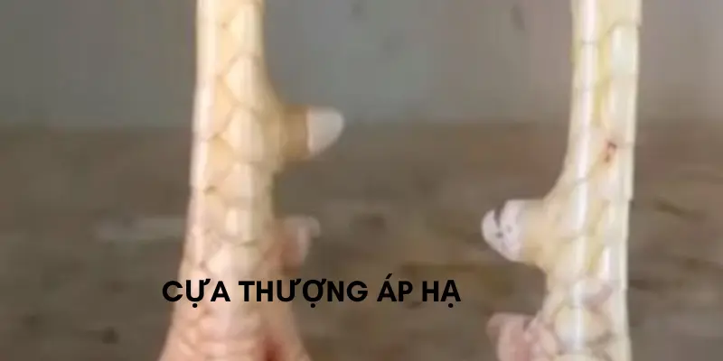 Dáng cựa thượng áp hạ