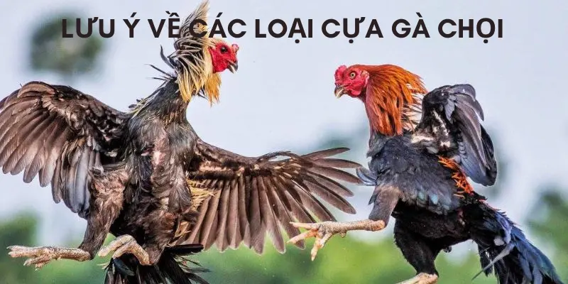 Lưu ý nên biết về các loại cựa gà chọi