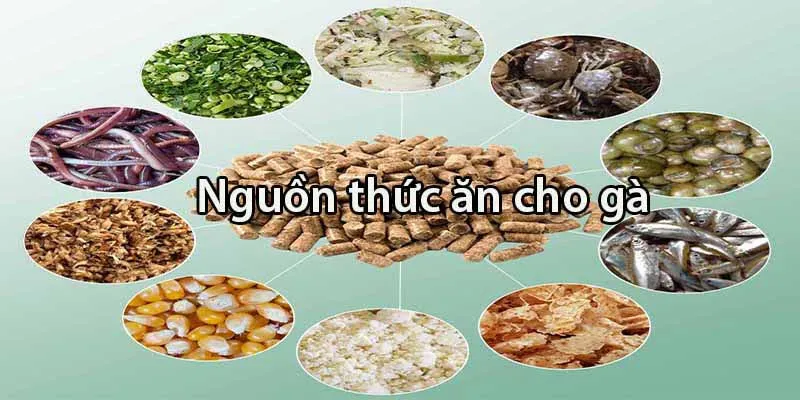 Dinh dưỡng chăm nuôi gà đá