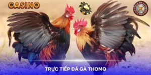 Trực tiếp đá gà Thomo