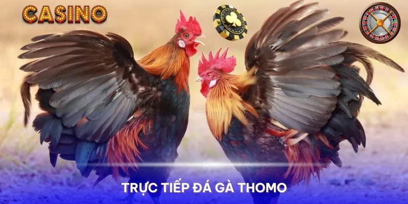 Trực tiếp đá gà Thomo