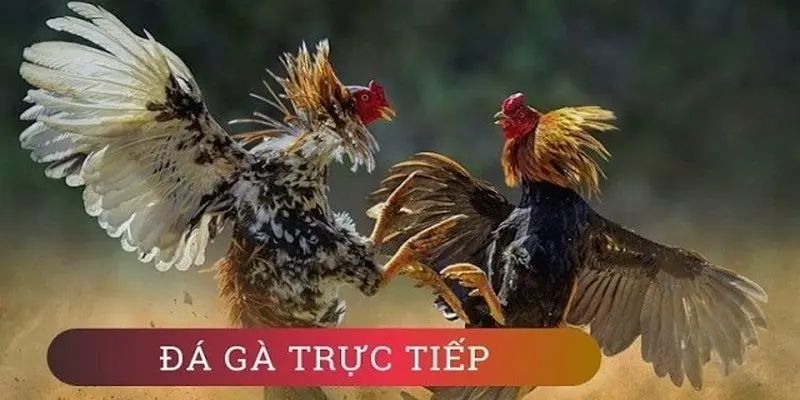 Xem trực tiếp đá gà Thomo c4