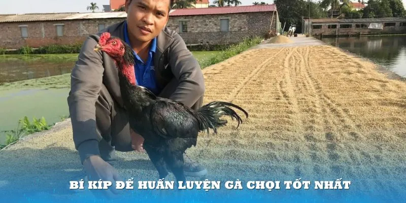 Học hỏi kinh nghiệm từ các sư kê chính là bí kíp dẫn đến thành công