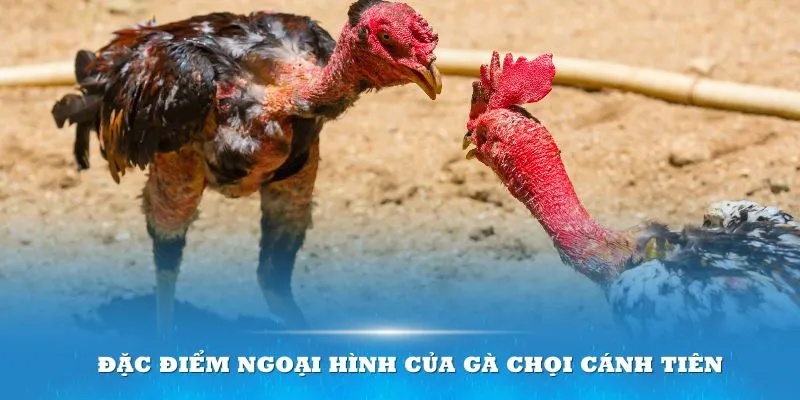 Hiểu rõ đặc điểm nhận dạng sẽ giúp bạn phân biệt giống gà tốt