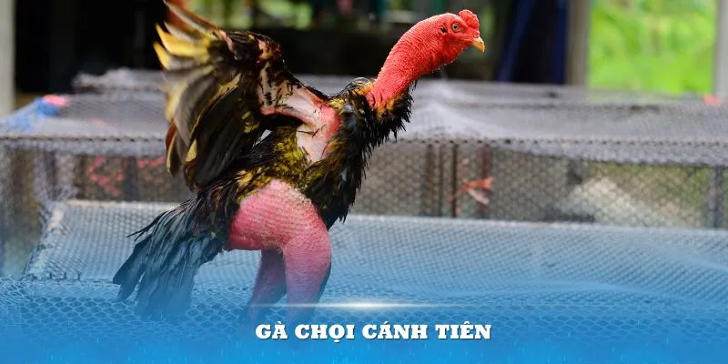 gà chọi cánh tiên