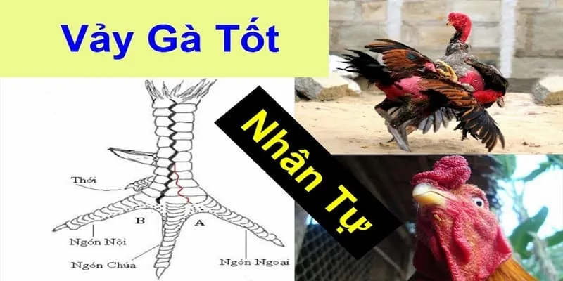 Giải thích về vảy gà nội hoa đăng nghĩa là gì?