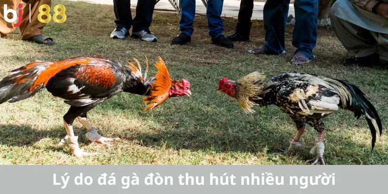 Lý do loại hình giải trí gà đòn thu hút nhiều người